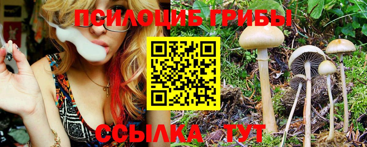 продажа наркотиков  Галлюциногенные грибы мицелий  Вход с VPN  Псилоцибиновые грибы прущие грибы  Новоалександровск 